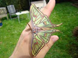 Spanish moon moth (graellsia isabellae) spanish moon moth pbs.twimg.com. Graellsia Isabellae Spanish Moon Moth Welcome Visitor