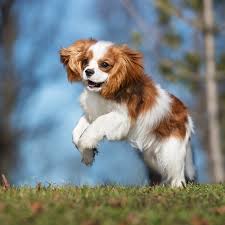 Cavalier King Charles Spaniel Pdsa