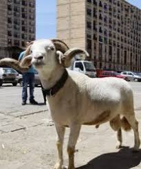 images?q=tbn:ANd9GcRm_YCNxddRsLXlR9wha2VIyAdVgoFEYRuDFfVK1_8UK-C0p_Ja4A