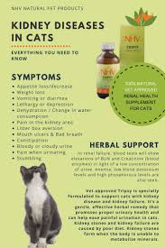 Secondly, i have two other healthy cats. Kidney Diseases In Cats Everything You Should Know Symptoms And Herbal Support For Your Cat With Kidney Disease Pets Cat Care Cat Diseases
