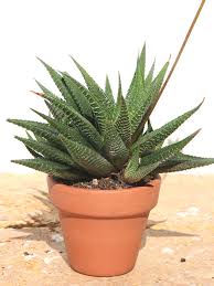 Image result for Haworthia limifolia