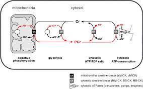 We did not find results for: Mitochondrial Creatine Kinase In Human Health And Disease Sciencedirect