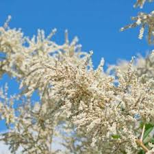 Image result for Buchnera affinis