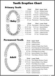 list of eruption teeth chart pictures and eruption teeth