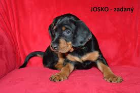 Image result for sedmihradský honič