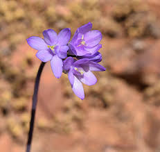 Maybe you would like to learn more about one of these? Wildflowers Tonto National Monument U S National Park Service