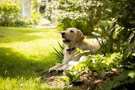 Und wenn dein hund am zaun steht und bellt will er den fremden menschen sowas sagen wie : Corona Hund Und Halter Bleiben Zu Hause