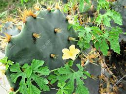 3,637 likes · 20 talking about this. Dangerous Cactuses In Sri Lanka Stock Photo Picture And Royalty Free Image Image 20792088