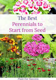 The Best Perennials To Start From Seed Easiest Flowers To Grow Planting Flowers From Seeds Starting Flowers From Seeds