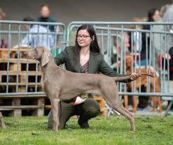 Image result for výmarský krátkosrstý ohař