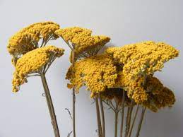 Check spelling or type a new query. Achillea Yarrow Yellow Dried Flower Bunch Wholesale Daisyshop