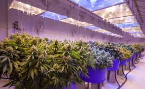 Features a variable switch to program for vegetative of flowering stages. Key Differences Between Veg Bloom Lighting Systems Lamota Growshop