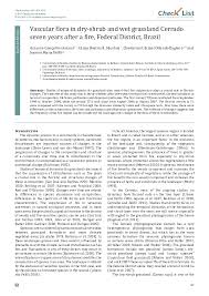 Image result for Buchnera longispicata