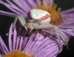 Goldenrod Crab Spider Missouri Department Of Conservation