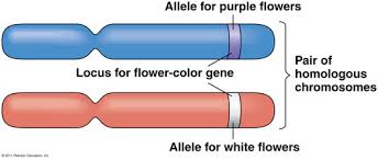 If the allele b is used to denote color blindness, circle the genotype(s) that correctly represent(s) a female that is. Mendelian Genetics Test Flashcards Quizlet