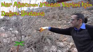 Nar Aaÿaca Nasa L Ve Ne Zaman Budana R Youtube Agac Bahce Tasarim Fikirleri Bahce Bitkileri