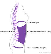 Core Training For Women Mutu System Pelvic Organ Prolapse Pelvic Floor Kegel