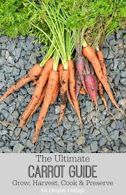 Baby carrots are usually ready to harvest 50 to 60 days from the planting date. Ultimate Carrot Guide Grow Harvest Cook Preserve With 62 Carrot Recipes An Oregon Cottage
