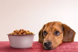 Potato-Based Pet Food Could Be Linked to Heart Disease in Dogs ...