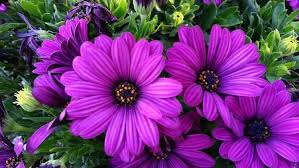 Image result for Osteospermum monocephalum