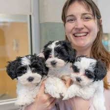 Walk & Wag and Run 2025