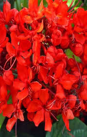 Image result for Clerodendrum splendens