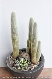 Image result for Shira Red 2015 A1