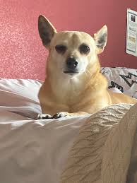 We did not find results for: Why Does My Dog Look Like The Generic Pet That Follows You In Video Games Aww