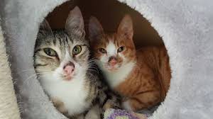 However, a warm nose doesn't necessarily indicate a fever. Why Is My Cat S Nose Dry Causes Remedies Pet Life Today