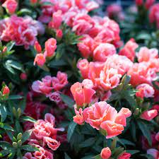 Godetia Flower Kingdom Best Flower Wallpaper