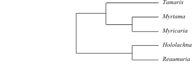 Image result for Lophiocarpus latifolius