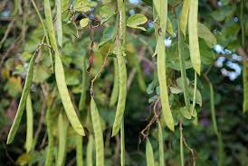 Image result for Bauhinia burrowsii