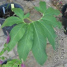 Image result for Sauromatum venosum