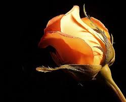 Orange Rose Wallpapers Beautiful Rose Photos Black Background Photography Rose Pictures