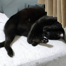 日本大阪飛田新地心得記錄2023 8月