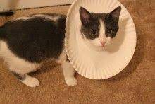 Cats Archives Page 28 Of 34 Petdiys Com Cat Collars Diy Cone Collar Dog Cone
