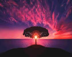 Pin by maggie hollier on painting in 2020 sunset painting easy. Purple Sunset Tree Silhouette Paint By Numbers Numpaint Paint By Numbers