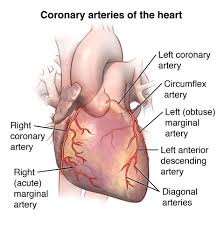 Pulse pressure correlates with coronary artery calcification and risk for coronary heart disease: Coronary Heart Disease University Hospitals