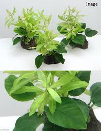 楽天市場 水草 置くだけ簡単 ハイグロフィラ ポリスペルマ 水中葉 アヌビアスナナ 穴あき溶岩石付 １個 北海道航空便要保温 Charm 楽天市場店