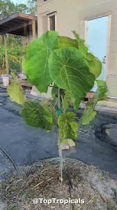 Image result for Macaranga mellifera