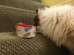 We try to pick up all the plastic but he just goes into the garbage and pulls it out. Cats And Adhesive Tape Why Does Cat Love Adhesives On Tape