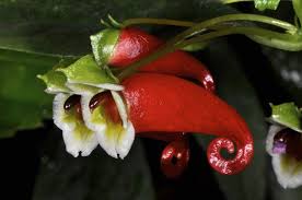 Image result for Impatiens salpinx