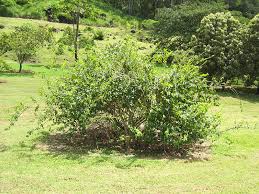 Image result for Strychnos henningsii