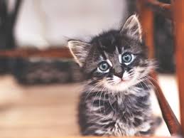 Your Kitten S Development During The First Six Weeks