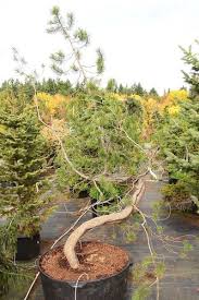 Latifolia to which common name of lodgepole pine usually applied; Pinus Contorta Var Murrayana Pinus Contorta Murrayana Pinus Contorta Subsp Murrayana Pinus Murrayan Plant Lust