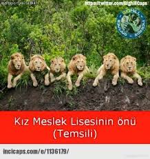 Sosyal Medyayi Sallayan Caps 39 Ler Funny Animals Animal Photography Animals