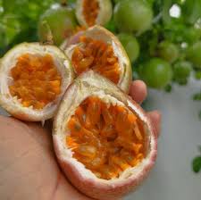 Image result for Passiflora edulis