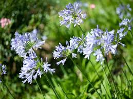 初夏の涼しげな花アガパンサスを育てて楽しむ ガーデニング 趣味時間