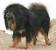 Big Hairy Dog Breeds