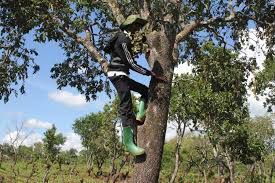 Image result for Anisophyllea boehmii